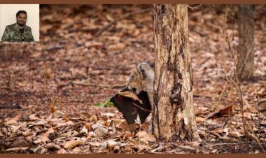 The Dangers of Plastic: A Lesson from Asiatic Lion Cubs By wildlife Photographer Karim Kadiwar